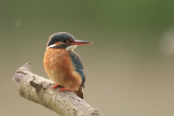 Eisvogel am Stillwasser in Krakow am See
